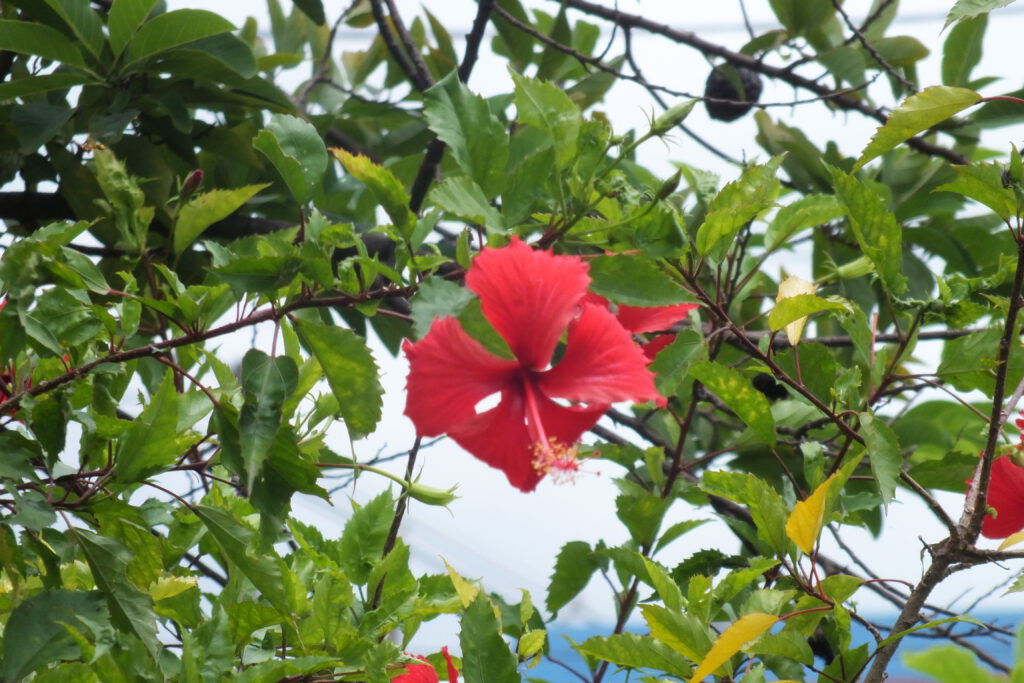 Passiflora